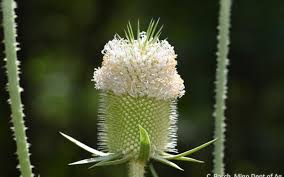 Image result for Dipsacus laciniatus