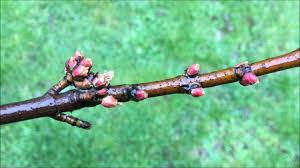 Attēlu rezultāti vaicājumam “Acer saccharinum bud”