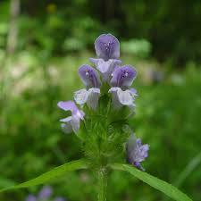 Attēlu rezultāti vaicājumam “Prunella vulgaris flower”