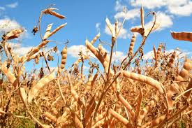 Image result for Lupinen