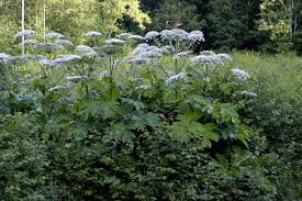 Attēlu rezultāti vaicājumam “Heracleum sosnowskyi”