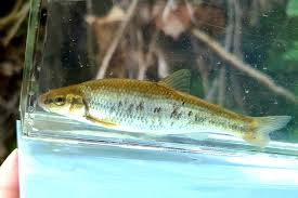 Image result for Catostomus commersonii