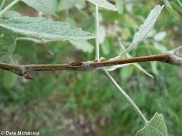 Attēlu rezultāti vaicājumam “Populus x canescens”