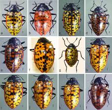 Attēlu rezultāti vaicājumam “Erotylidae”