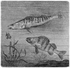 Image result for Sander lucioperca