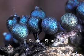 Attēlu rezultāti vaicājumam “Ceratiomyxa morchella macro”