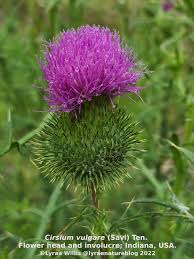 Attēlu rezultāti vaicājumam “Cirsium vulgare flower”