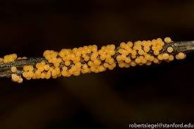 Attēlu rezultāti vaicājumam “Leocarpus fragilis spores”