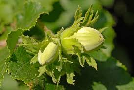 Attēlu rezultāti vaicājumam “Corylus avellana”