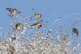 Attēlu rezultāti vaicājumam “Carduelis carduelis adult”