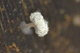 Attēlu rezultāti vaicājumam “Didymium xanthopus stalked”