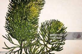 Attēlu rezultāti vaicājumam “Ceratophyllum demersum leaf”