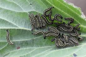 Attēlu rezultāti vaicājumam “Aglais urticae underside”