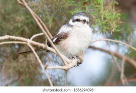 Image result for Lanius nubicus