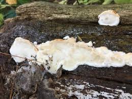 Attēlu rezultāti vaicājumam “Sarcoporia polyspora”