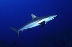 Image result for Carcharhinus