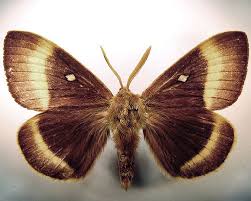 Attēlu rezultāti vaicājumam “Lasiocampa quercus imago”