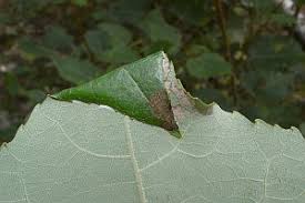 Attēlu rezultāti vaicājumam “Ancylis laetana”