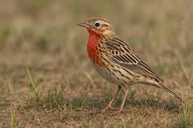 Image result for Anthus cervinus