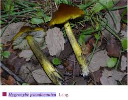Attēlu rezultāti vaicājumam “Hygrocybe pseudoconica”