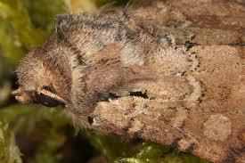 Attēlu rezultāti vaicājumam “Apamea sordens”