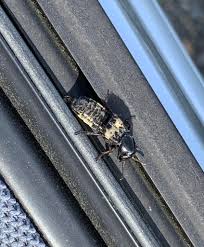 Attēlu rezultāti vaicājumam “Stenotus binotatus male”