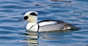 Attēlu rezultāti vaicājumam “Mergus albellus”