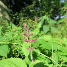 Attēlu rezultāti vaicājumam “Stachys sylvatica leaf”