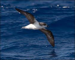 Image result for Pterodroma feae