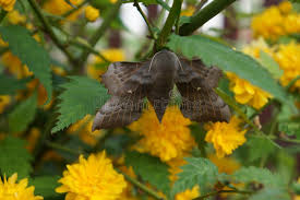 Attēlu rezultāti vaicājumam “Laothoe amurensis”