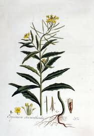 Attēlu rezultāti vaicājumam “Erysimum cheiranthoides flower”