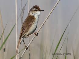 Image result for Acrocephalus agricola