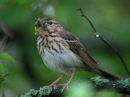 Attēlu rezultāti vaicājumam “Anthus trivialis”