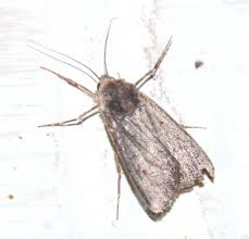 Attēlu rezultāti vaicājumam “Euxoa nigricans”