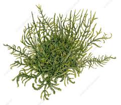 Attēlu rezultāti vaicājumam “Hypnum jutlandicum”