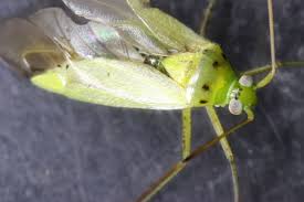 Attēlu rezultāti vaicājumam “Adelphocoris quadripunctatus imago”