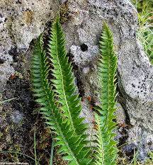 Attēlu rezultāti vaicājumam “Polystichum lonchitis”