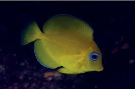 Image result for Acanthurus coeruleus