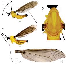 Attēlu rezultāti vaicājumam “Tipulidae female”