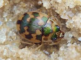 Attēlu rezultāti vaicājumam “Omophron limbatum”