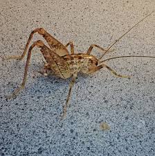 Attēlu rezultāti vaicājumam “Orthoptera”