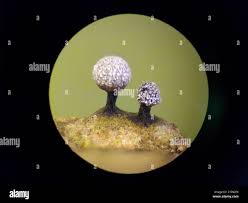 Attēlu rezultāti vaicājumam “Physarum rubiginosum plasmodium”