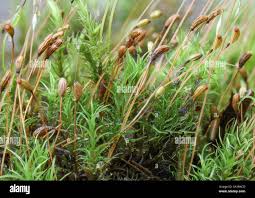 Attēlu rezultāti vaicājumam “Hygroamblystegium varium sporophyte”