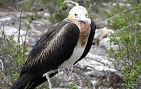 Image result for Fregata aquila