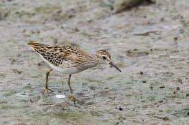 Image result for Calidris subminuta