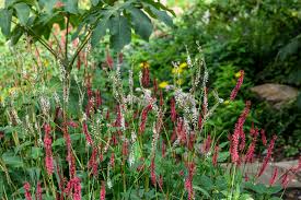 Attēlu rezultāti vaicājumam “Bistorta major leaf”