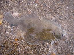 Image result for Glyptocephalus cynoglossus