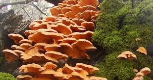 Attēlu rezultāti vaicājumam “Phyllotopsis nidulans”