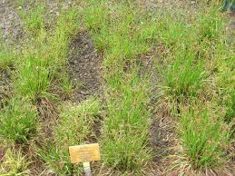 Attēlu rezultāti vaicājumam “Luzula multiflora fruit”