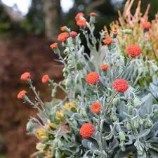 Attēlu rezultāti vaicājumam “Senecio”